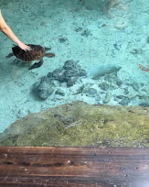 Jozani Forest,Star fish and Sea turtles Sanctuary tour - Who Will Love This Tour?