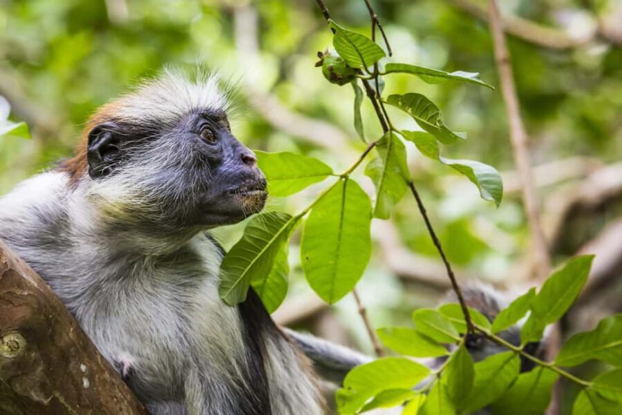 Jozani Monkey Forest & Malum Cave Swimming