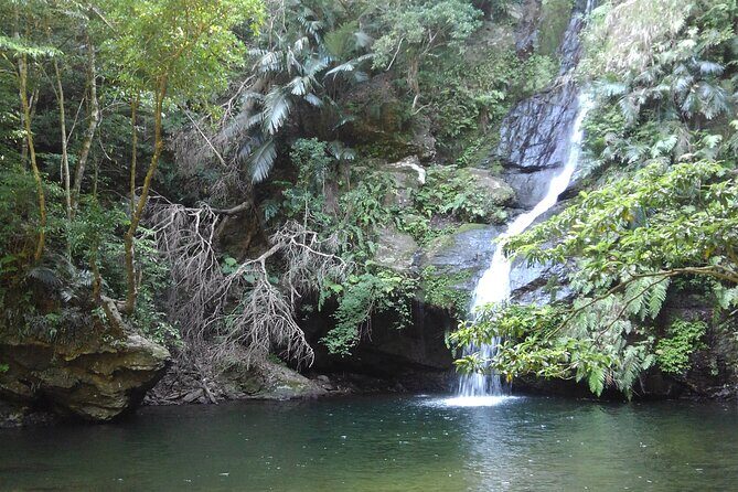 Jungle River Trek: private tour in Yanbaru, north Okinawa - Detailed Breakdown of the Itinerary