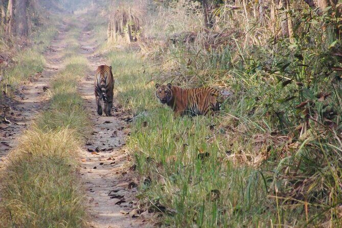 Jungle Towernight Stay: 4-Day Tour in Chitwan National Park - The Journey from Kathmandu to Chitwan