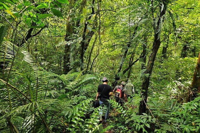 Jungle Trekking at Mt. Batukaru, scenic Waterfall & village life - Trekking in the Rainforest