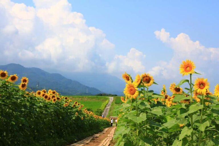 Kagawa: Manno Town Sunflower Fields E-Bike Rental - Final Thoughts
