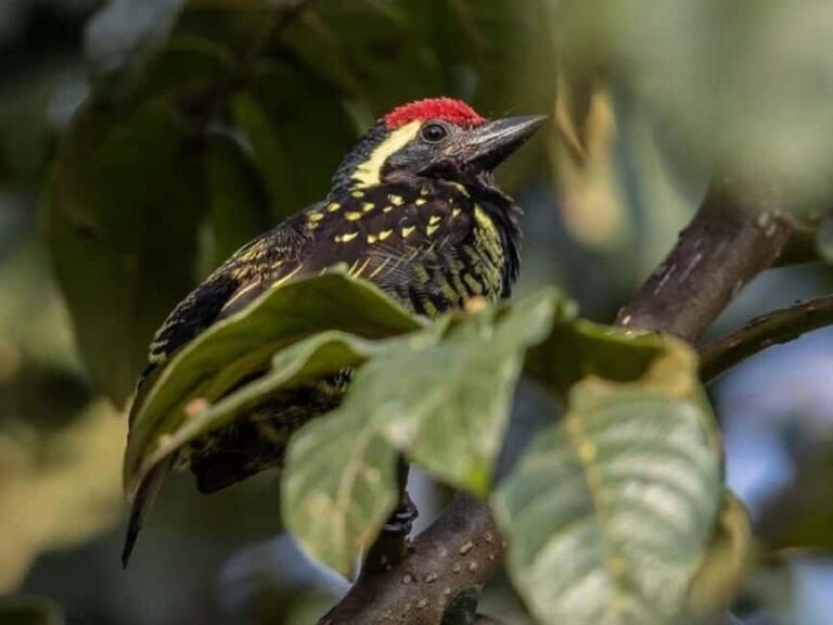 Kakamega Forest: 3 nights Bird Watching Safari from Nairobi - Key Points