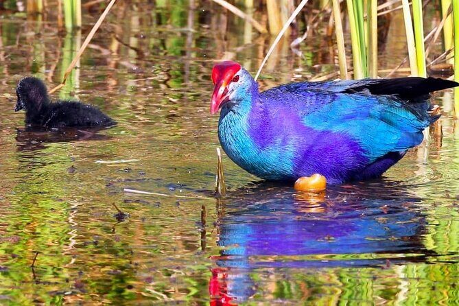 Kalametiya Bird Sanctuary Catamaran Bird Watching Tour - Who Will Love This Tour?