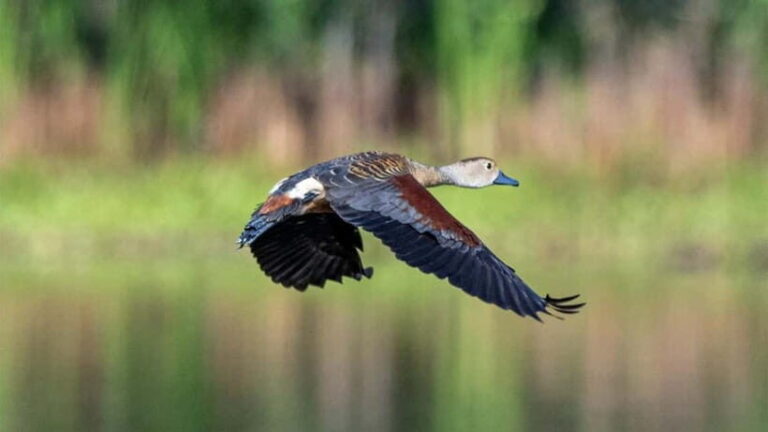 Kalametiya Sanctuary: Bird Watching by Private Boat Tour - Who Should Consider This Tour?