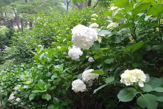 Kamakura and Eastern Kyoto with Lots of Temples and Shrines - Including Yokohama: A Flavor of the City’s Chinatown