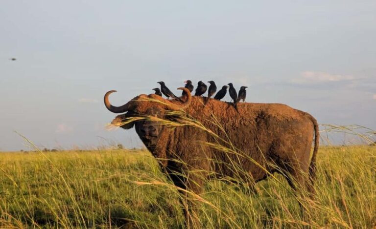 Kampala: 2-Day Best Murchison Falls Wildlife Adventure Tour - The Practical Side: What You Need to Know