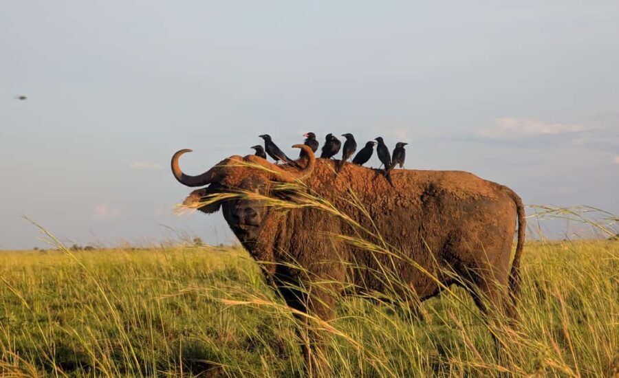 Kampala: 2-Day Best Murchison Falls Wildlife Adventure Tour - The Practical Side: What You Need to Know