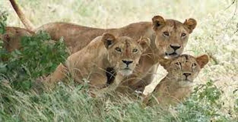 Kampala: 2-Day Queen Elizabeth Wildlife Safari - What Makes This Tour Valuable?
