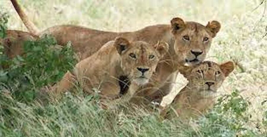 Kampala: 2-Day Queen Elizabeth Wildlife Safari - What Makes This Tour Valuable?
