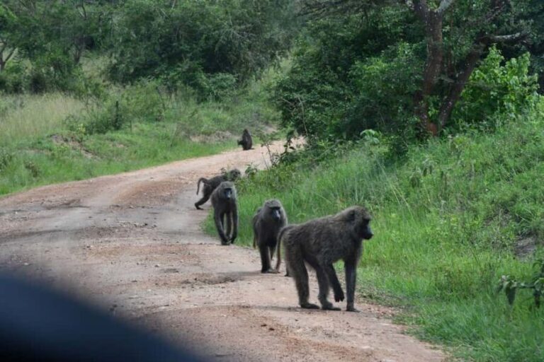 Kampala: 3-Day Lake Mburo National Park Safari - Exploring the Itinerary