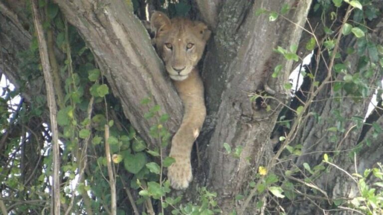 Kampala: 3-Day Murchison Falls National Park Safari - The Practicalities: What’s Included and What to Consider