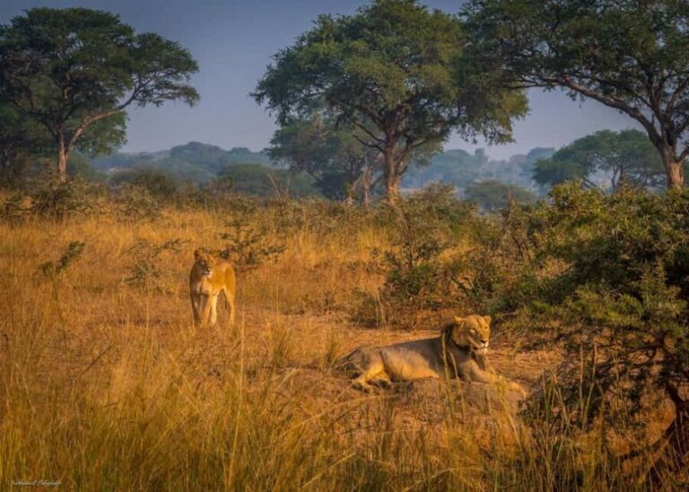 Kampala: 3-Day Murchison Falls National Park Safari - An In-Depth Look at the 3-Day Murchison Falls Safari