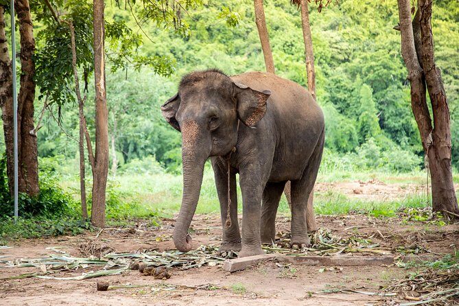 Kanchanaburi Local Cuisine and Elephant Care - A Detailed Look at the Tour Experience