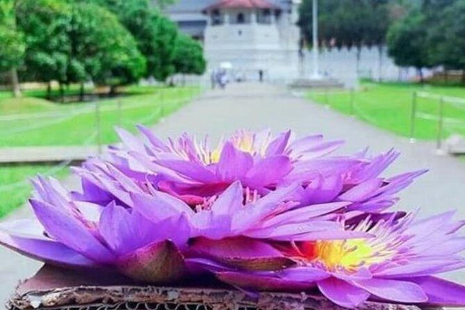 Kandy City Day Tour - Practical Insights for Travelers