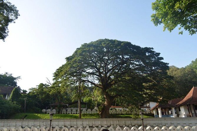 Kandy Full-Day Tour - What We Learned from Travelers’ Feedback