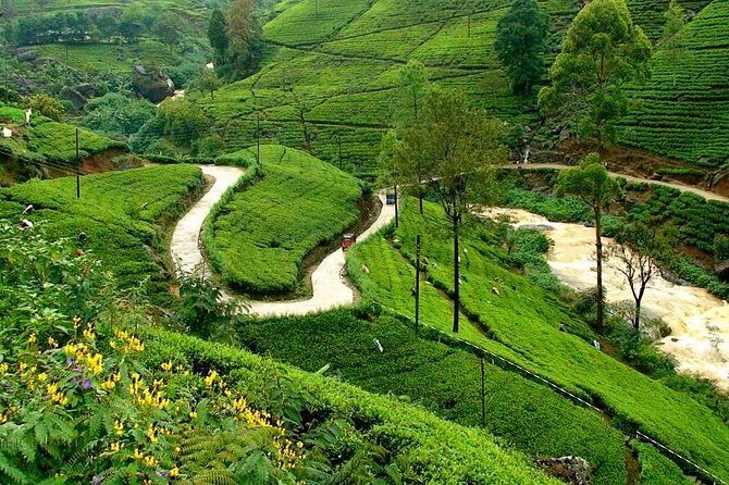 Kandy & Nuwara Eliya | 2 Days Tour - Who is This Tour Best For?