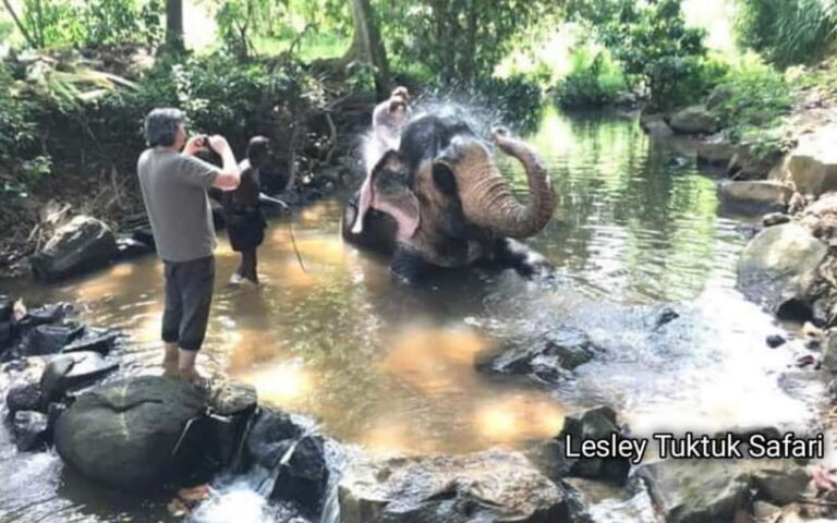Kandy : Pinnawala Elephant Safari Tour with Kandy City Tour - Who Will Love This Tour?