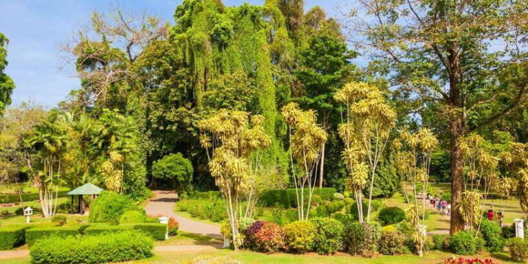 Kandy Pinnawala full day tour from Bentota and Kalutara - The Sacred Tooth Relic Temple: A Spiritual Center