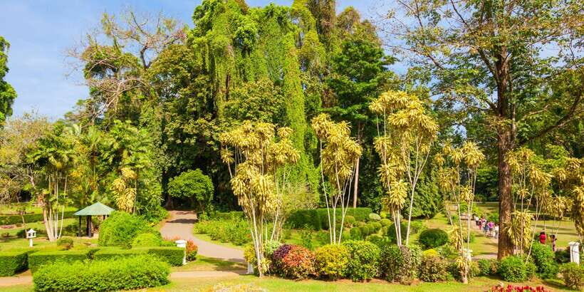 Kandy Pinnawala full day tour from Bentota and Kalutara - The Sacred Tooth Relic Temple: A Spiritual Center