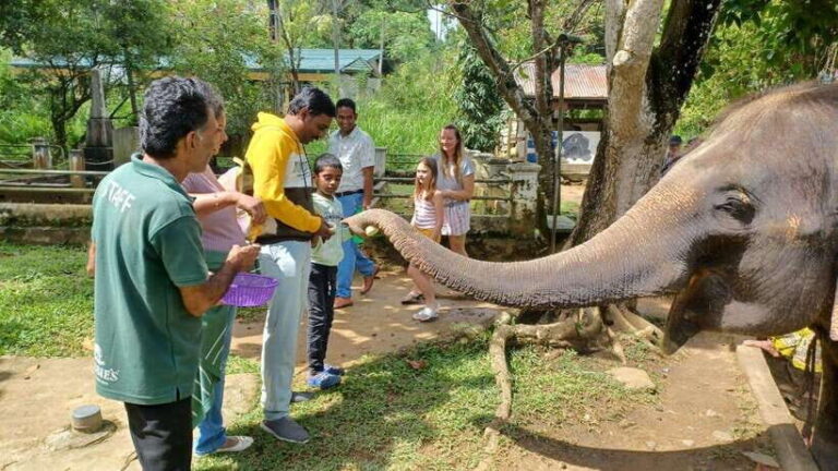 Kandy & Pinnawala & Tea Factory Full Day Tour From Negombo - Royal Botanical Gardens