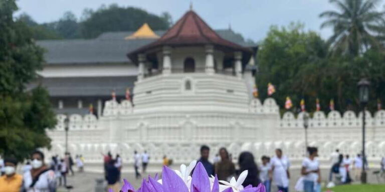 Kandy privet day tour with pinnawala and Tea plantation - Practical Details and Considerations