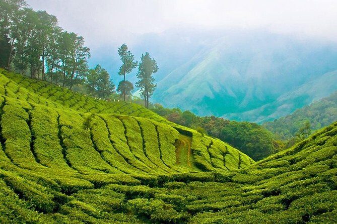 Kandy to Nuwara Eliya Day Trip  Little England & Tea Country - The Experience in Action