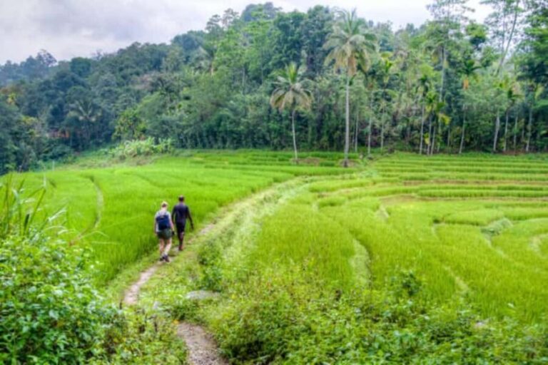 Kandy: Traditional Village Tour with Authentic Experience - An In-Depth Look at the Tour Experience