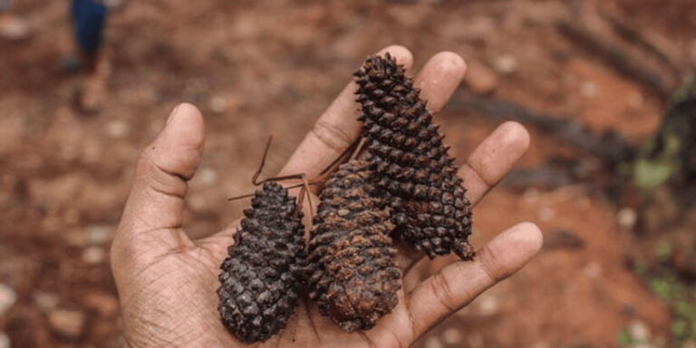 "Kanneliya Forest Discovery: Guided Nature Expedition" - The Itinerary: What You Can Expect