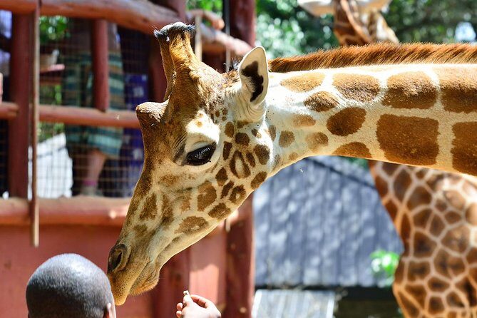 Karen Blixen Museum & Giraffe Centre Half day tour - Why This Tour Offers Real Value