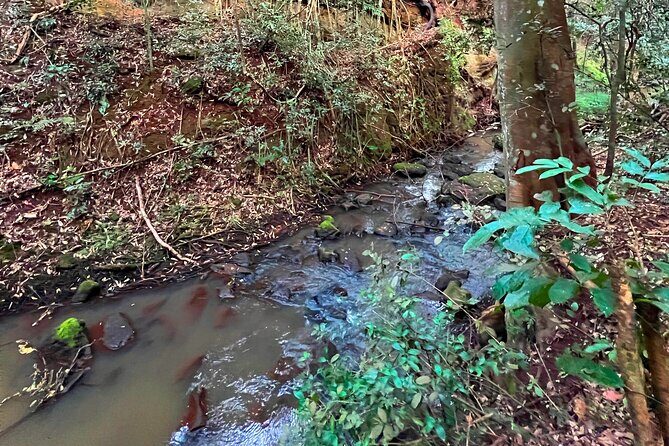 Karura Forest Nature Trail - Authentic Reviews: What Travelers Say