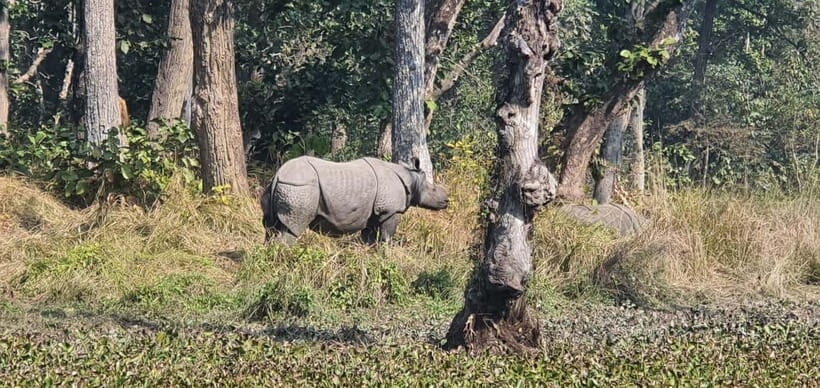Kathmandu: 3-Day Chitwan Safari Tour with Hotel Transfers - Final Thoughts: Is This Tour Right for You?