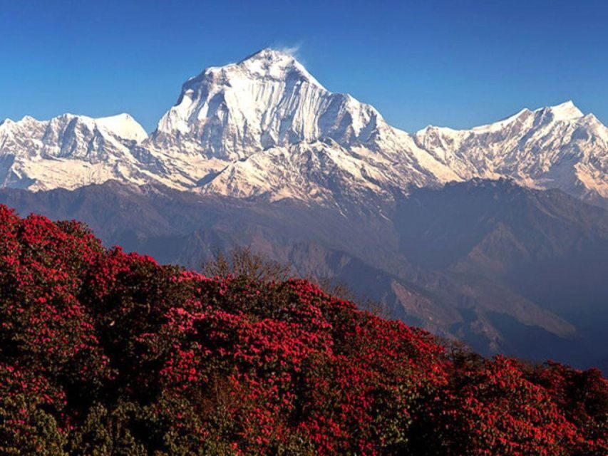 Kathmandu/Pokhara: 4-Day Mardi Himal Trek - The Itinerary in Detail