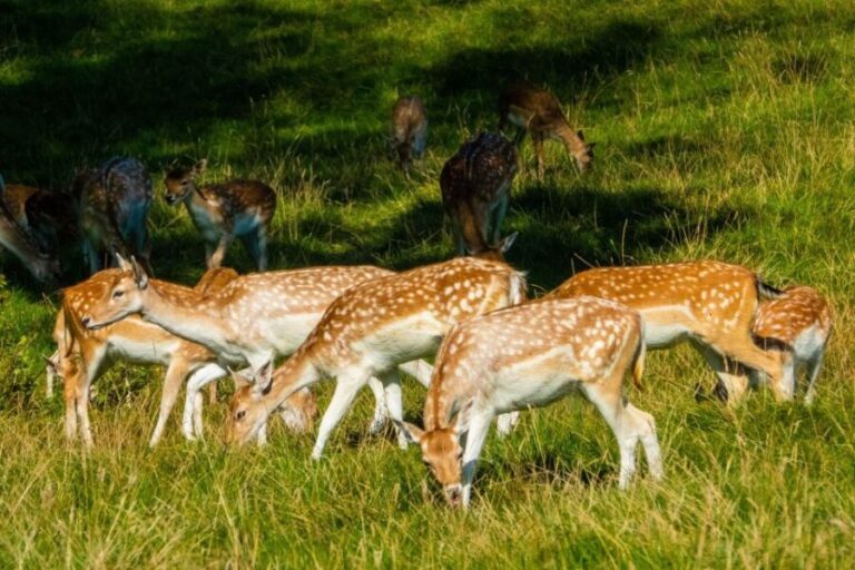 Kathmandu/Pokhara: Wildlife, Culture and Jungle Safari Tour - The Value of This Tour