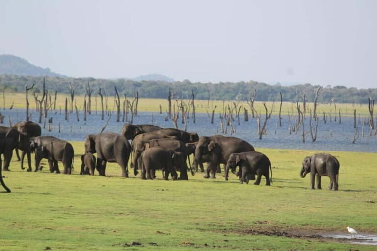 Kaudulla National Park Jeep Safari - Is It Worth the Price?