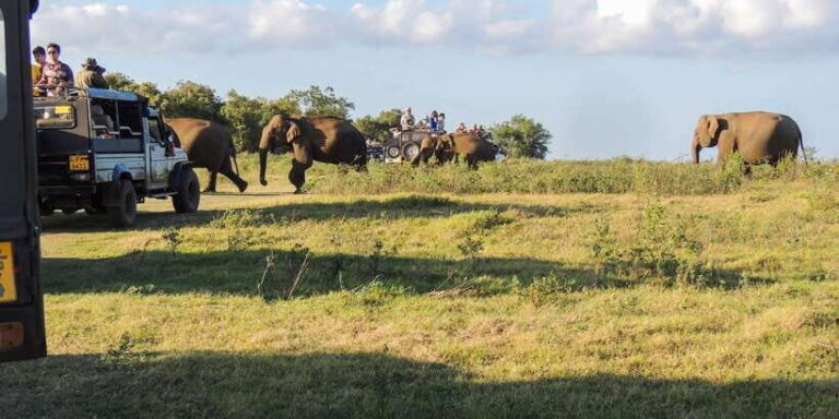 Kaudulla National Park: Private Safari - Who This Tour Is Best For