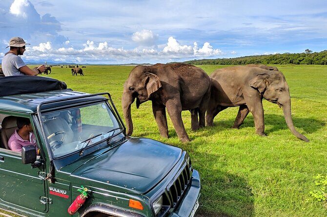 Kaudulla National Park Safari | Jeep with Tickets - The Experience in Practice: Pros and Cons
