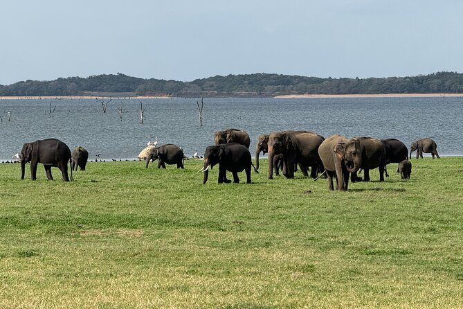Kaudulla National Park Safari [Morning /Evening] - Who Should Book This Safari?