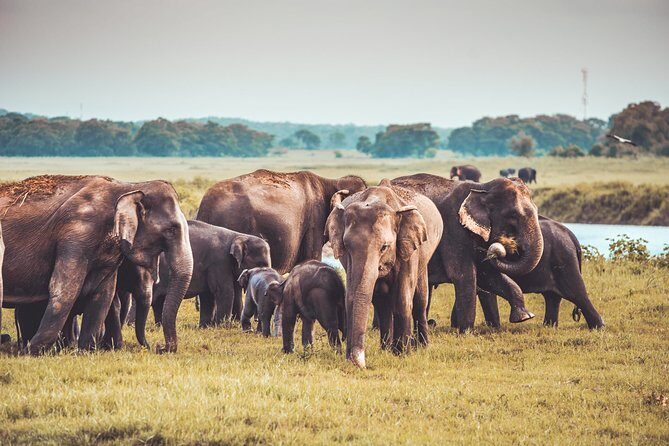 Kaudulla National Park Shared Safari - The Wildlife and Birdwatching Experience