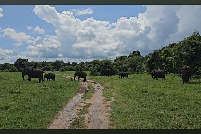 Kaudulla Safari Adventure - The Role of Guides and the Safari Experience