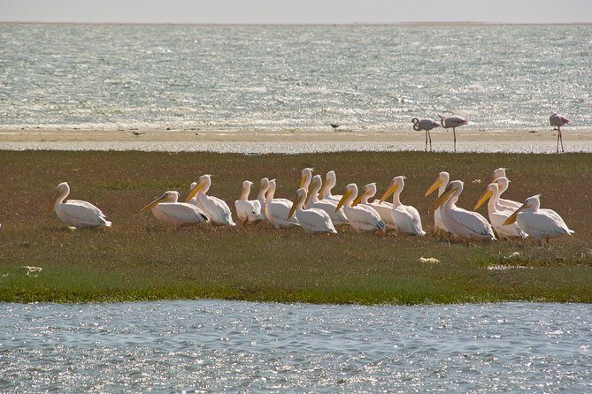 Kayaking and Sandwich Habour Guided Day Tour from Walvis Bay - The Allure of Sandwich Harbour