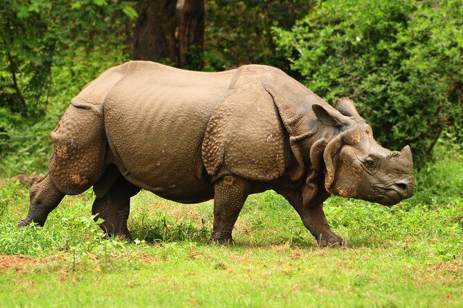 Kaziranga Indian Big Five Wildlife Tour - What’s Included and What’s Not