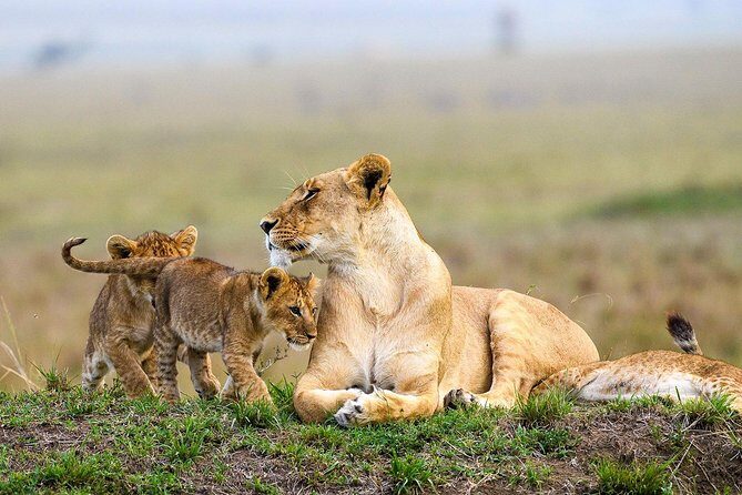 Keekorok Lodge 3 Days, 2 Nights Maasai Mara Offer - Day 3: Farewell and Return to Nairobi