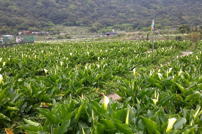 Keelung port pick up day tour ( private group) - What Reviewers Keep Highlighting