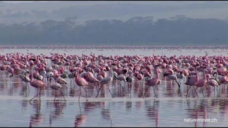Kenya: 5-Day Masai Mara, Lake Nakuru, and Lake Naivasha - Practical Aspects and What to Expect