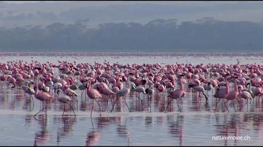 Kenya: 5-Day Masai Mara, Lake Nakuru, and Lake Naivasha - Practical Aspects and What to Expect