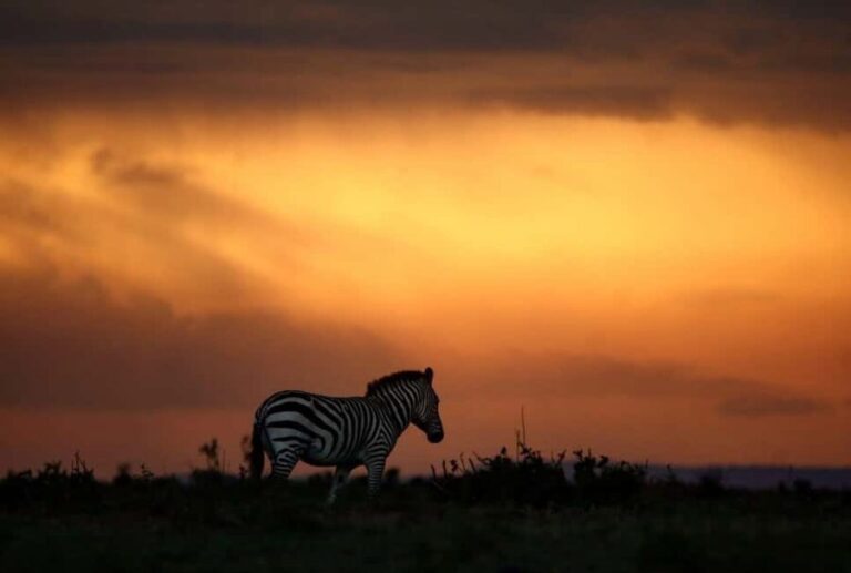 Kenya: 6-Day Safari to Lake Nakuru, Maasai Mara, Amboseli - Authentic Encounters and Unforgettable Moments