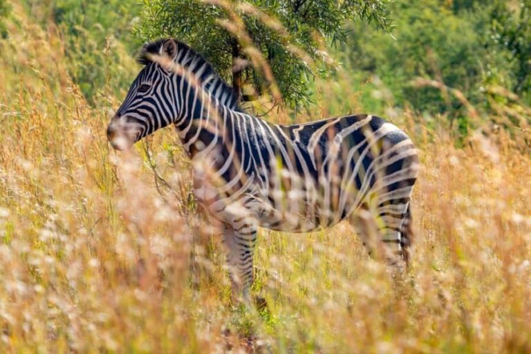 Kenya: 7-Day Safari to Maasai Mara, Lake Nakuru, and More - Authentic Experiences and Authentic Guides