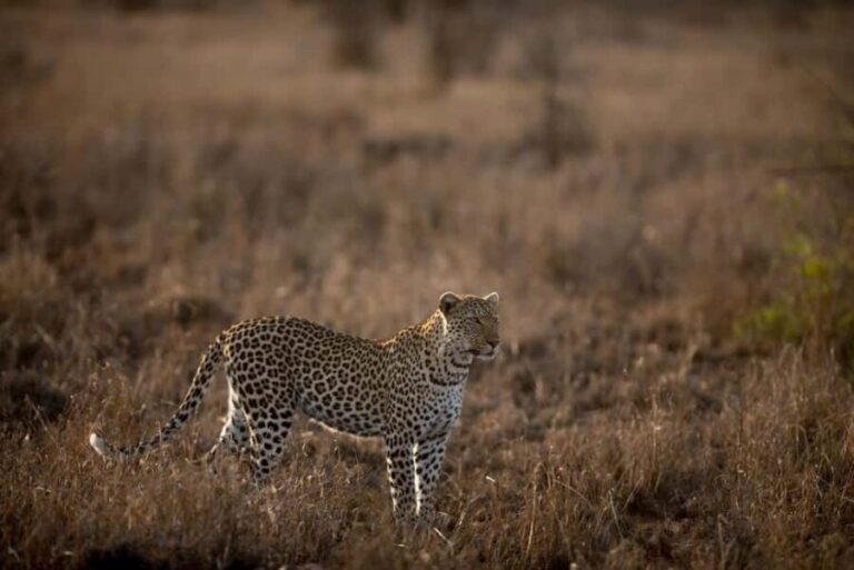 Kenya: 9-Day Soft Trekking Safari - The Itinerary in Detail