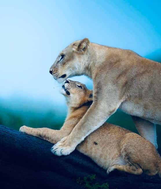 Kenya and Tanzania: 10-Day Great Migration Safari - The Benefits of the Tour